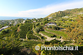 La vendemmia ai Giardini Arimei a Panza 6