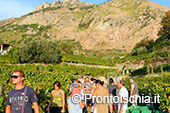 La vendemmia ai Giardini Arimei a Panza 44