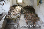 Escursioni a Ischia: dal Bosco della Maddalena a Sant'Angelo 29