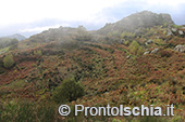 Escursioni a Ischia: dal Bosco della Maddalena a Sant'Angelo 47